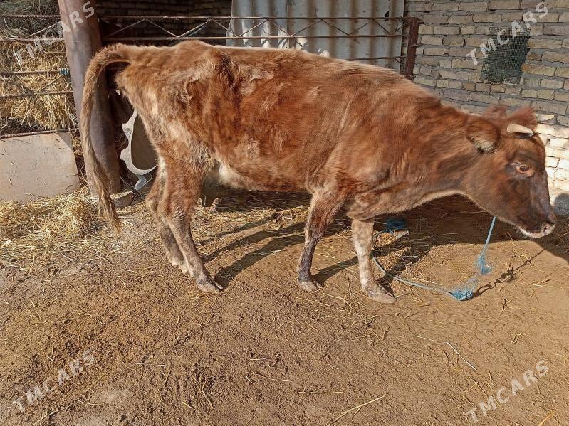 ....Baklyk inek - Çärjew - img 3