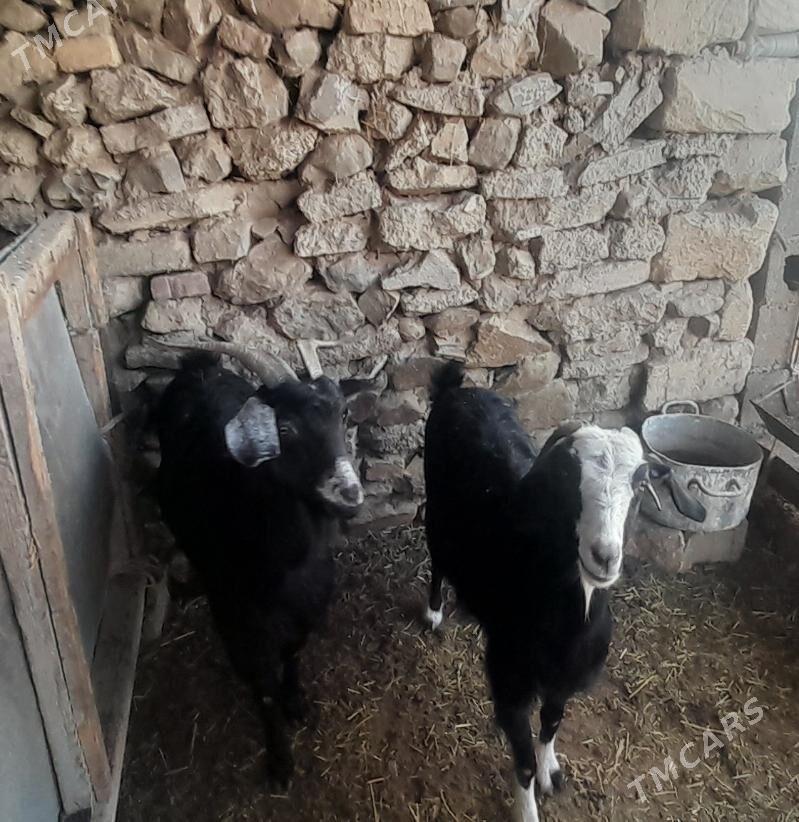 geçi - Bäherden - img 3