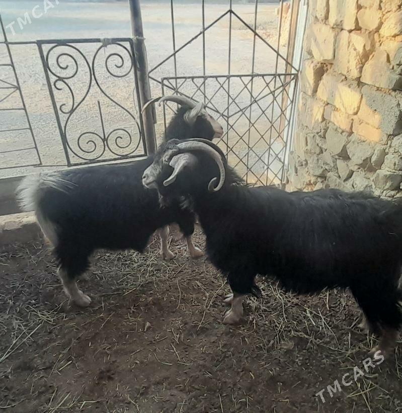 geçi - Bäherden - img 2