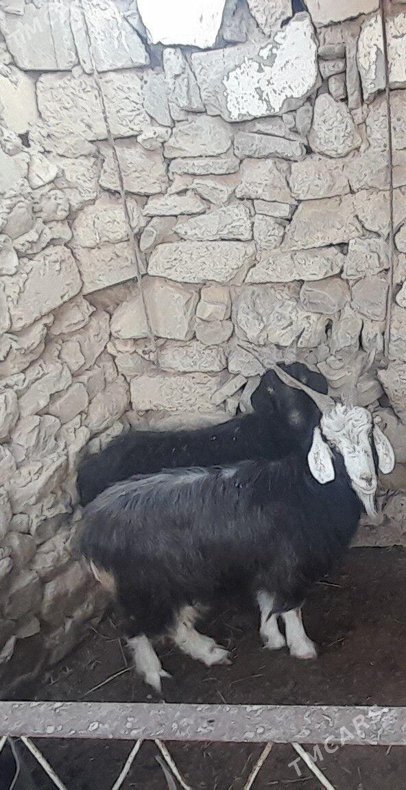 geçi - Bäherden - img 4