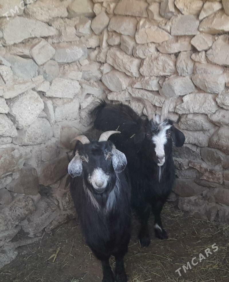 geçi - Bäherden - img 5