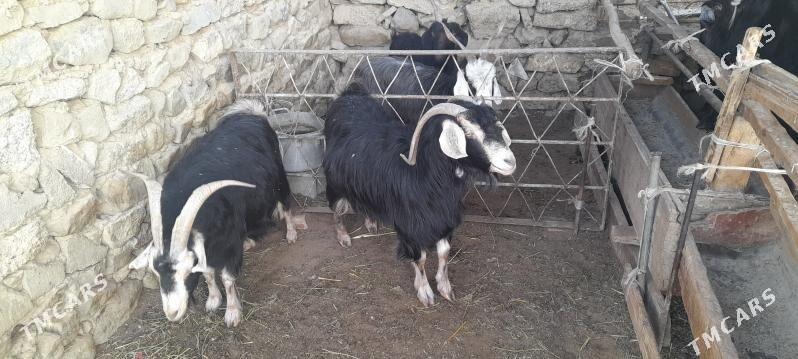 geçi - Bäherden - img 6