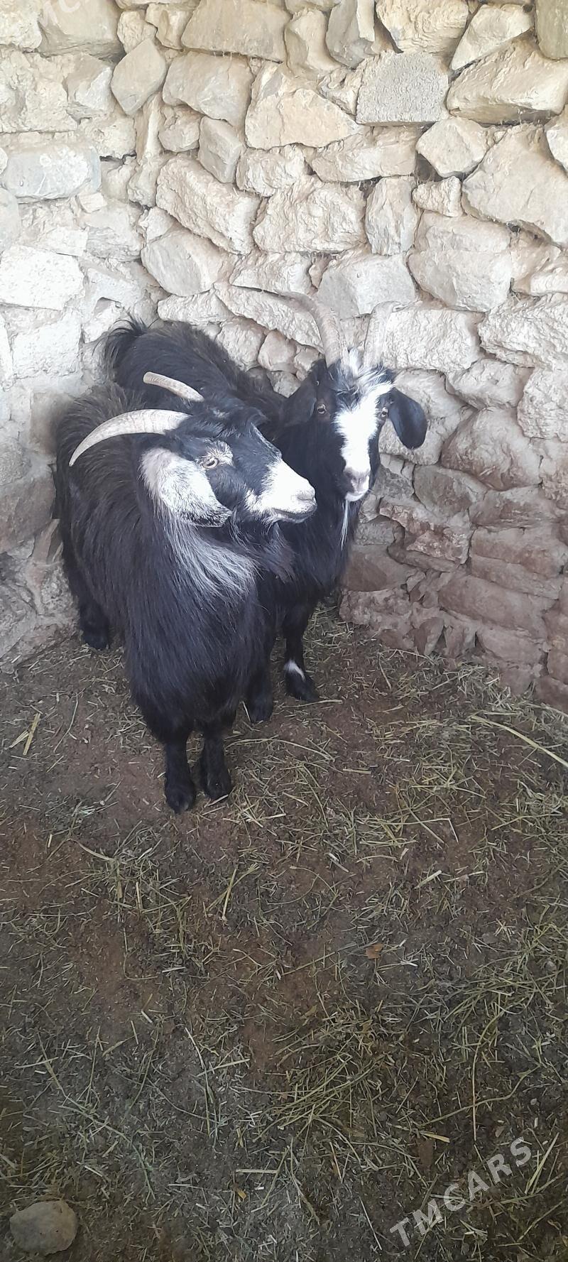 geçi - Bäherden - img 7