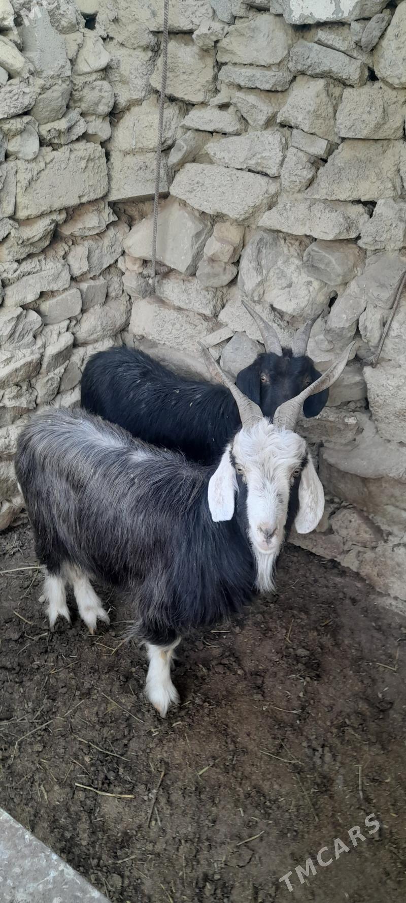 geçi - Bäherden - img 8