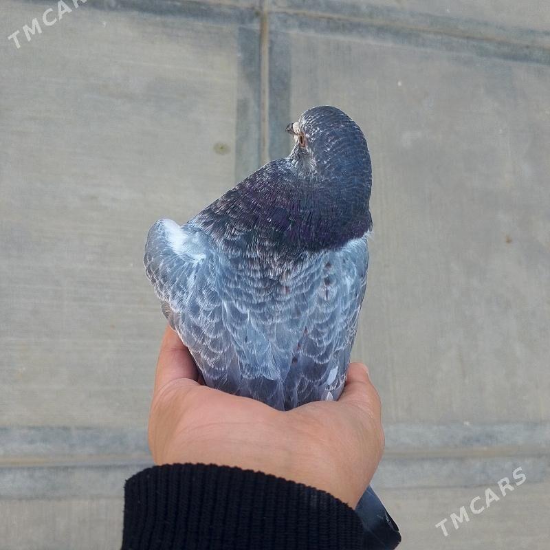 kepderi - Gyzylarbat - img 1