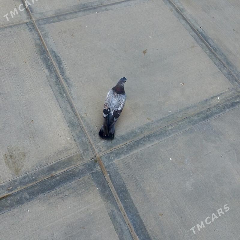 kepderi - Gyzylarbat - img 2