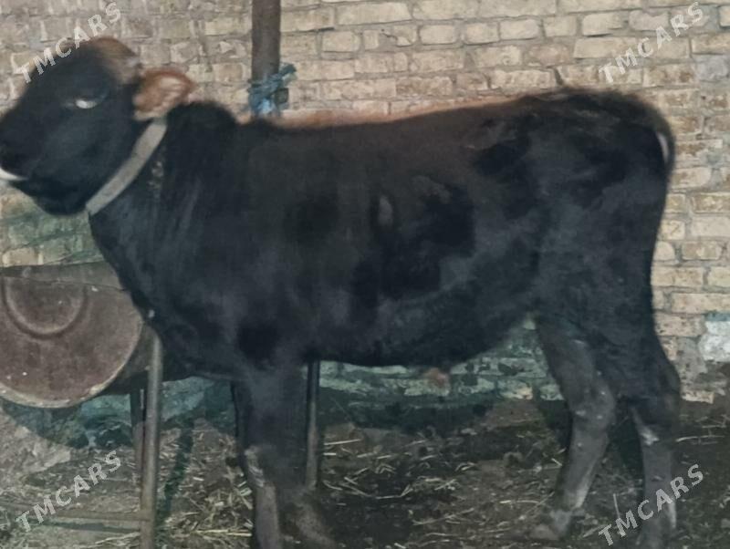 OKUZLER - Туркменабат - img 2