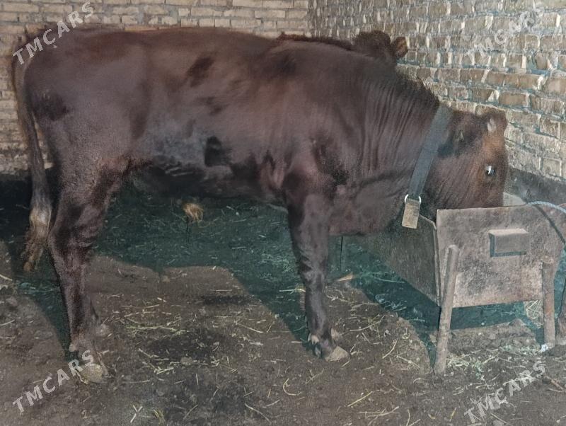 OKUZLER - Туркменабат - img 5