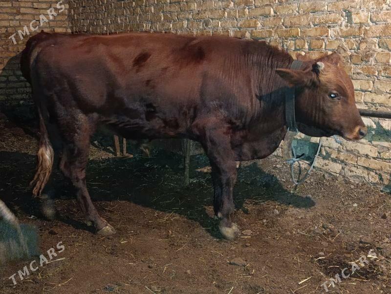 OKUZLER - Туркменабат - img 7