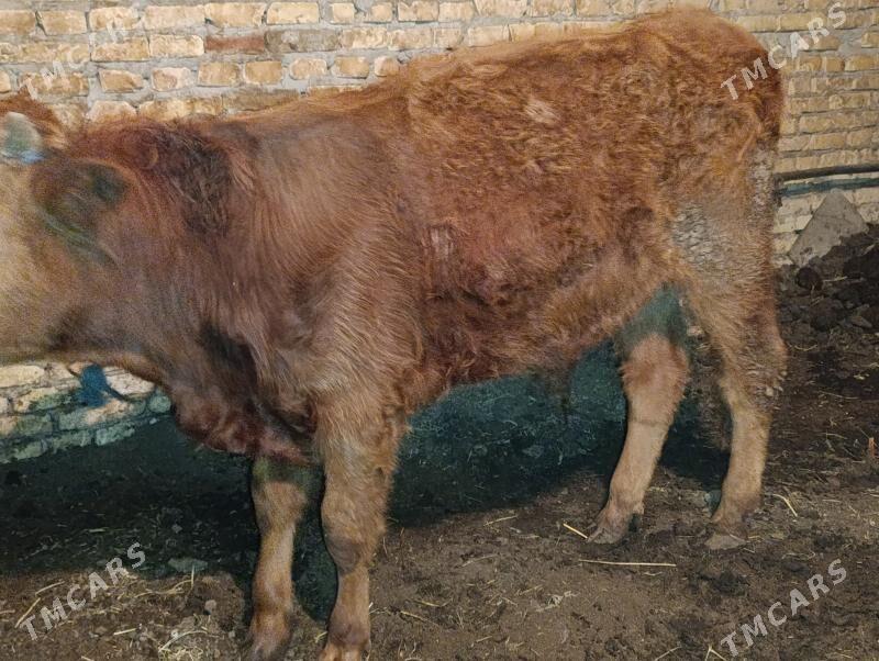 OKUZLER - Туркменабат - img 8