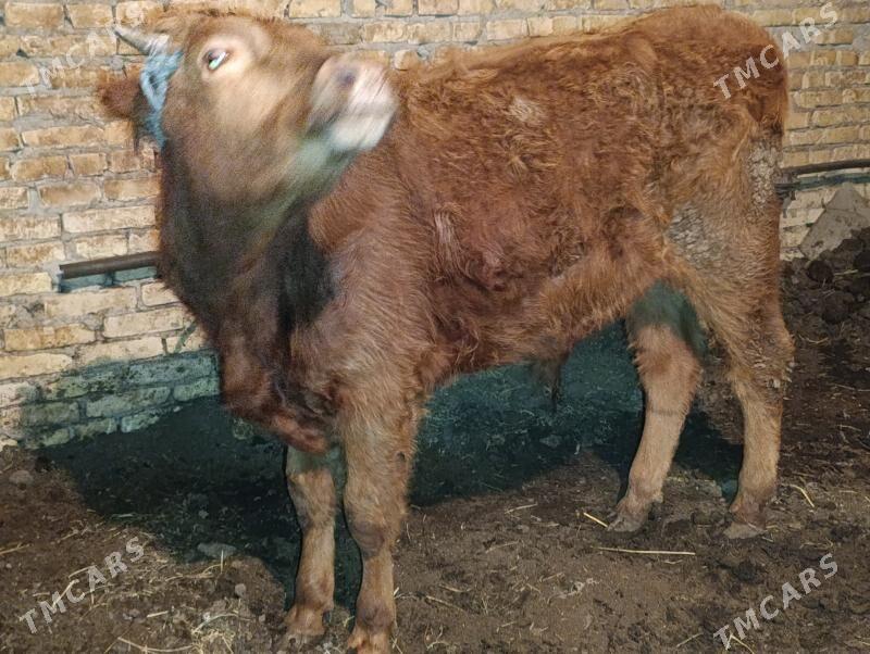 OKUZLER - Туркменабат - img 9