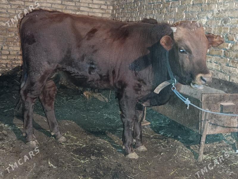 OKUZLER - Туркменабат - img 4