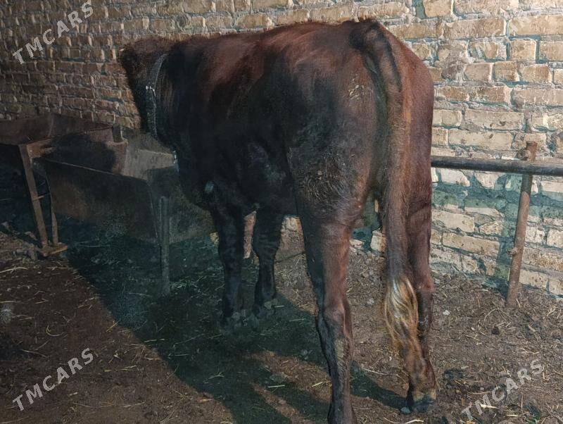 OKUZLER - Туркменабат - img 6