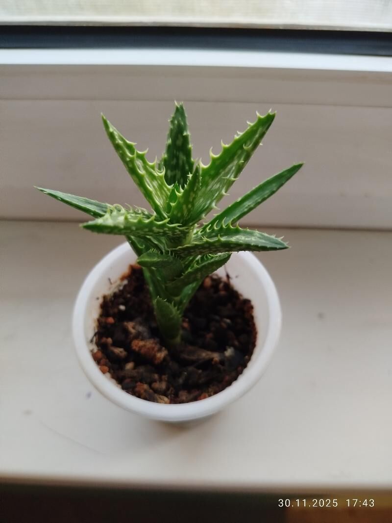 цветы , gul СКИДКИ - Aşgabat - img 10