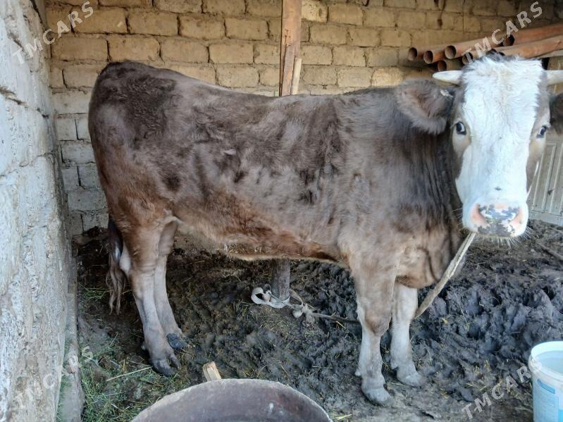 Simental tüwe - Бузмеин - img 1