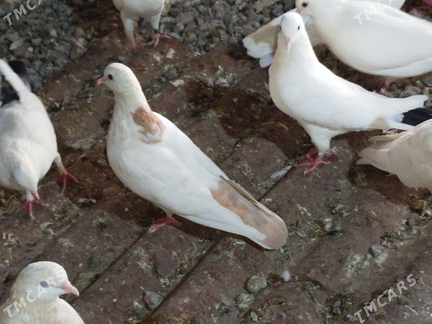 Kepderi Кепдери Голуби - Podwoýski köç. (Bitarap Türkmenistan şaýoly) - img 2