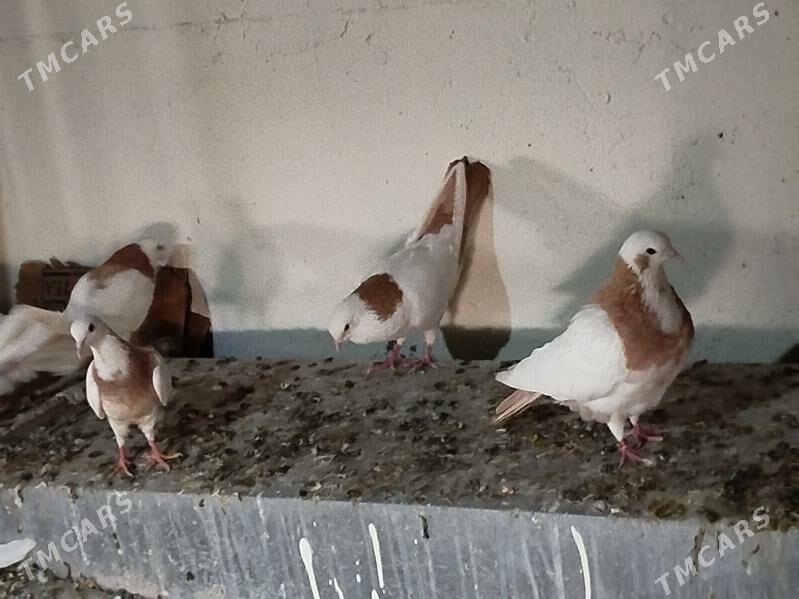 Kepderi Кепдери Голуби - Podwoýski köç. (Bitarap Türkmenistan şaýoly) - img 10