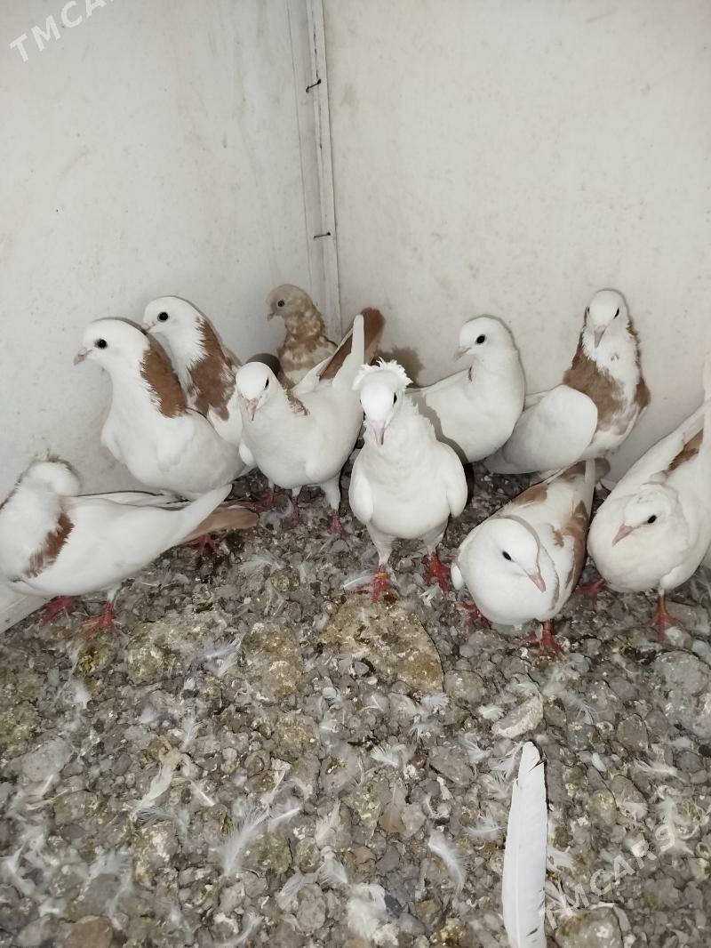 Kepderi Кепдери Голуби - Podwoýski köç. (Bitarap Türkmenistan şaýoly) - img 8