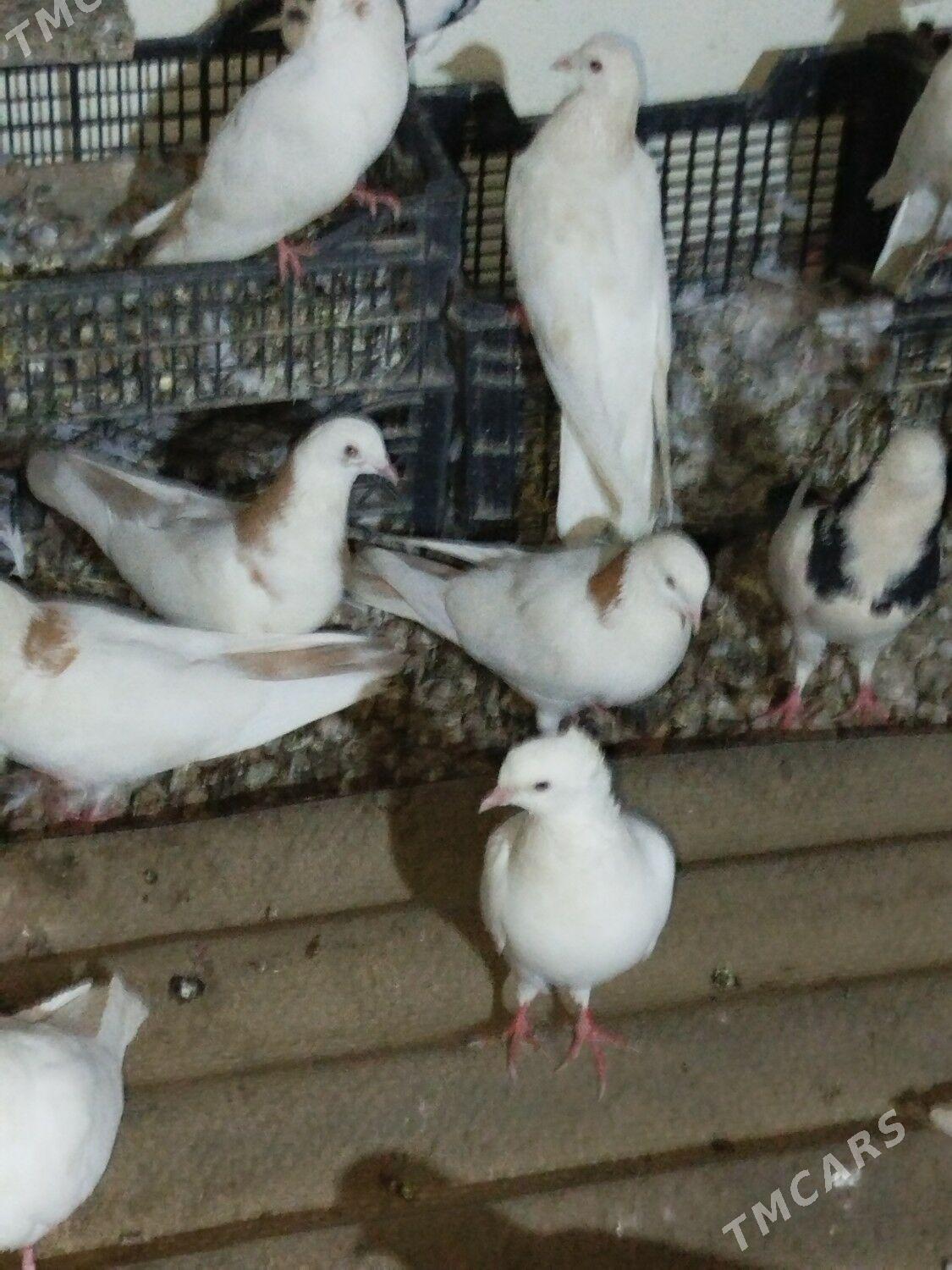 Kepderi Кепдери Голуби - Podwoýski köç. (Bitarap Türkmenistan şaýoly) - img 5