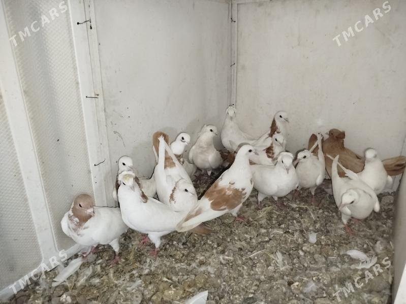 Kepderi Кепдери Голуби - Podwoýski köç. (Bitarap Türkmenistan şaýoly) - img 9