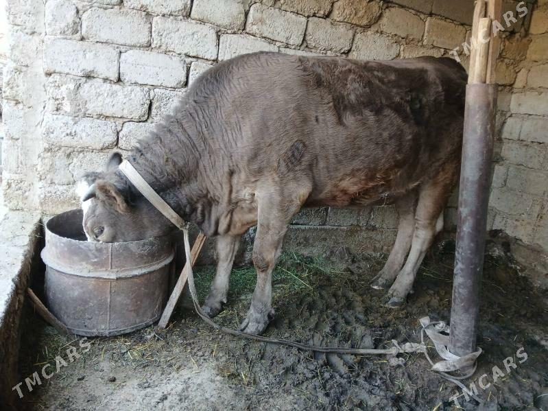 Simental tüwe - Бузмеин - img 3