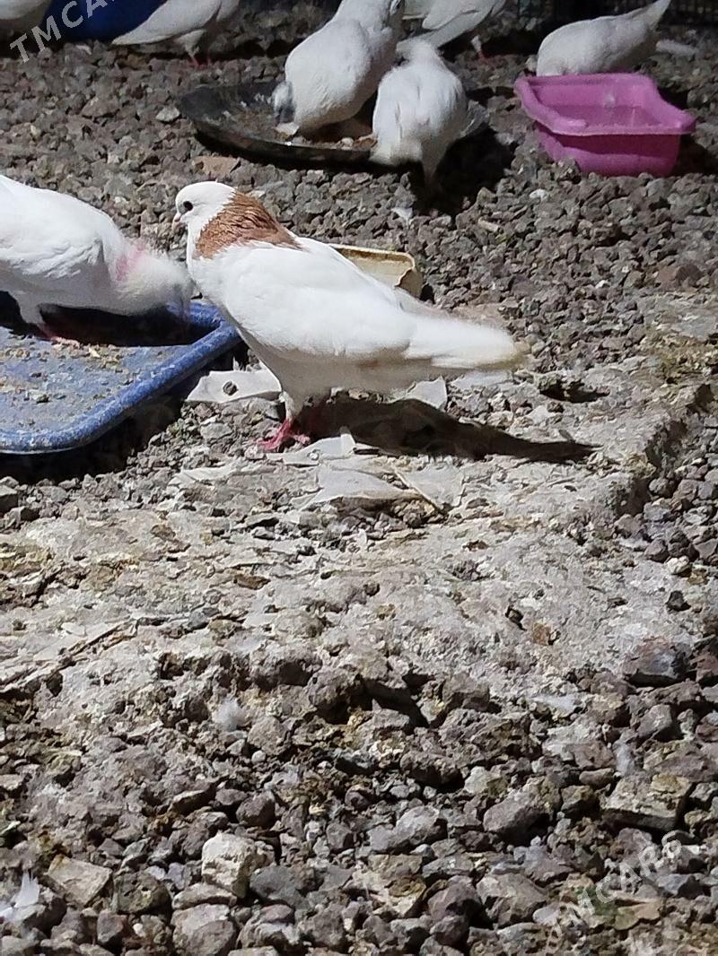 Kepderi Кепдери Голуби - Podwoýski köç. (Bitarap Türkmenistan şaýoly) - img 7