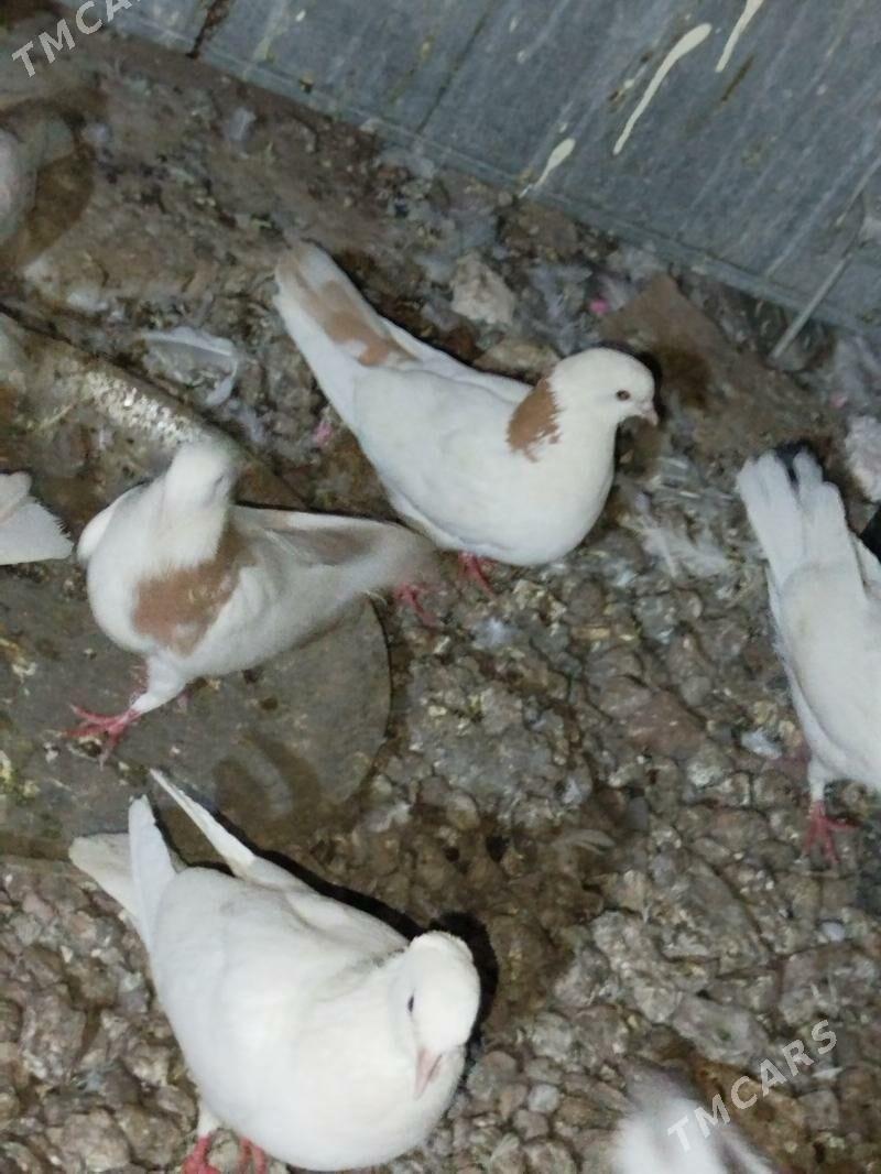 Kepderi Кепдери Голуби - Podwoýski köç. (Bitarap Türkmenistan şaýoly) - img 4