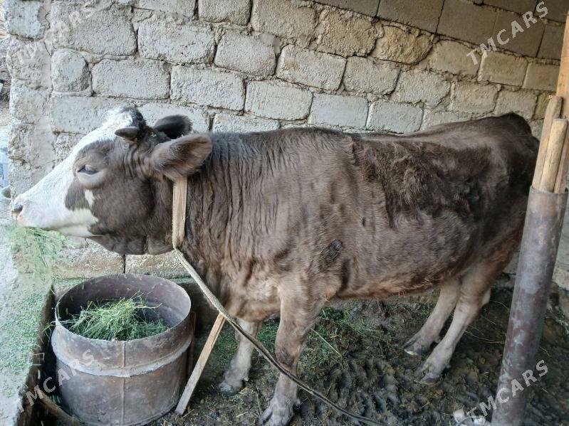 Simental tüwe - Бузмеин - img 2