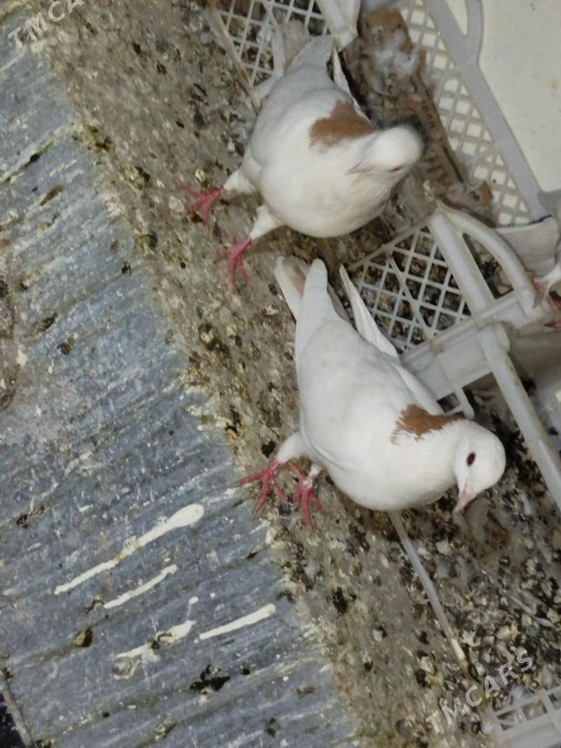 Kepderi Кепдери Голуби - Podwoýski köç. (Bitarap Türkmenistan şaýoly) - img 3