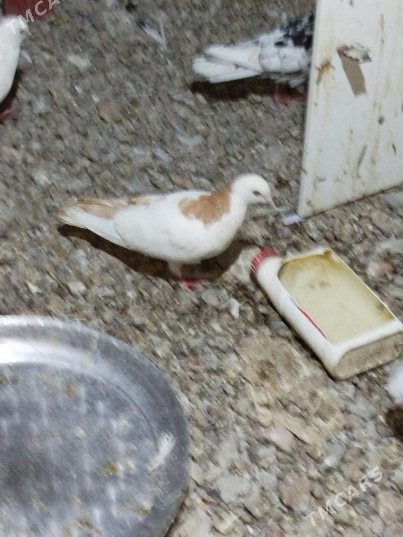 Kepderi Кепдери Голуби - Podwoýski köç. (Bitarap Türkmenistan şaýoly) - img 6