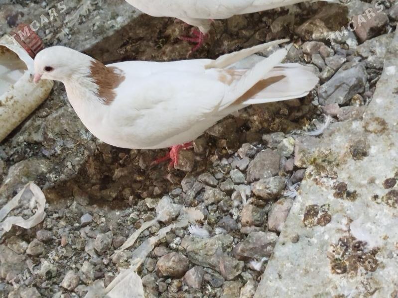 Kepderi Кепдери Голуби - Podwoýski köç. (Bitarap Türkmenistan şaýoly) - img 1