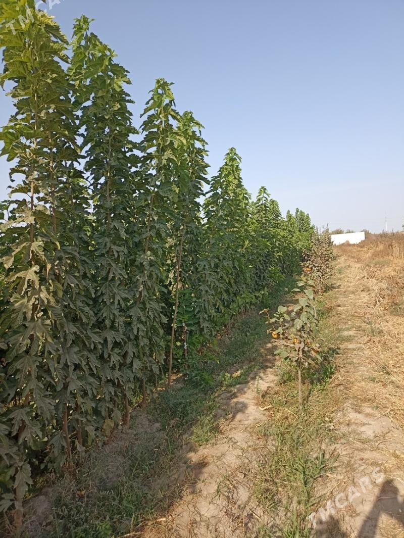 Şa Tut - Aşgabat - img 3