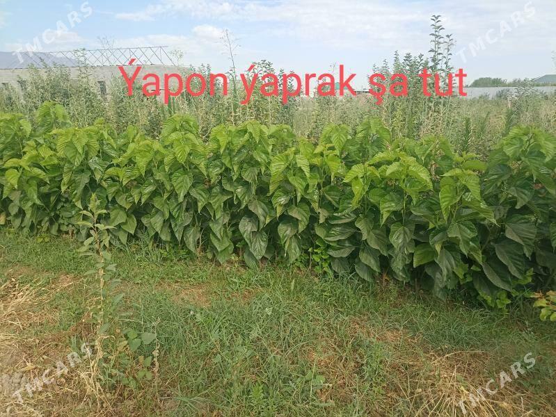 Şa Tut - Aşgabat - img 2