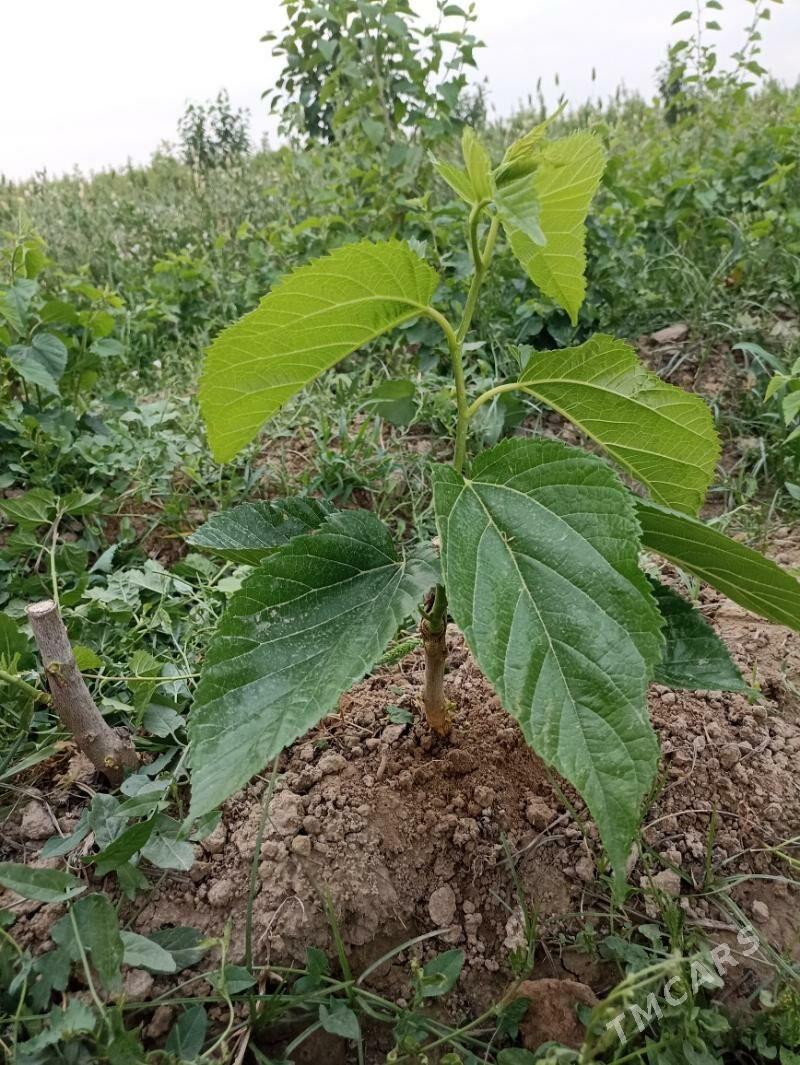 Şa Tut - Aşgabat - img 5