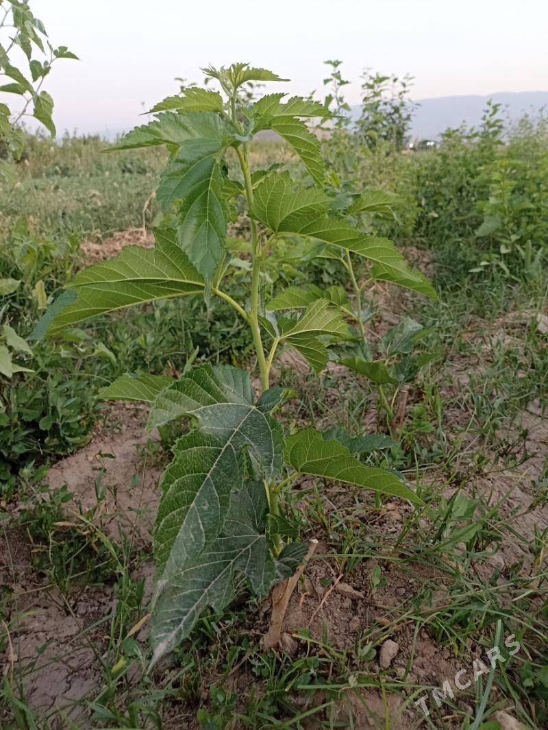 Şa Tut - Aşgabat - img 4