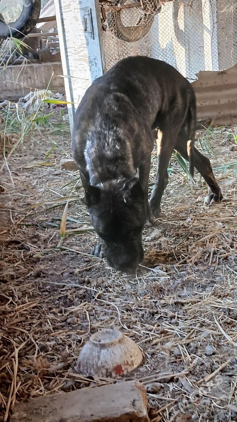 pitbul - Чарджоу - img 2