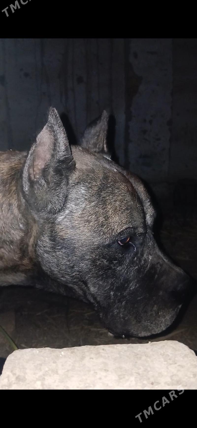 pitbul - Чарджоу - img 1