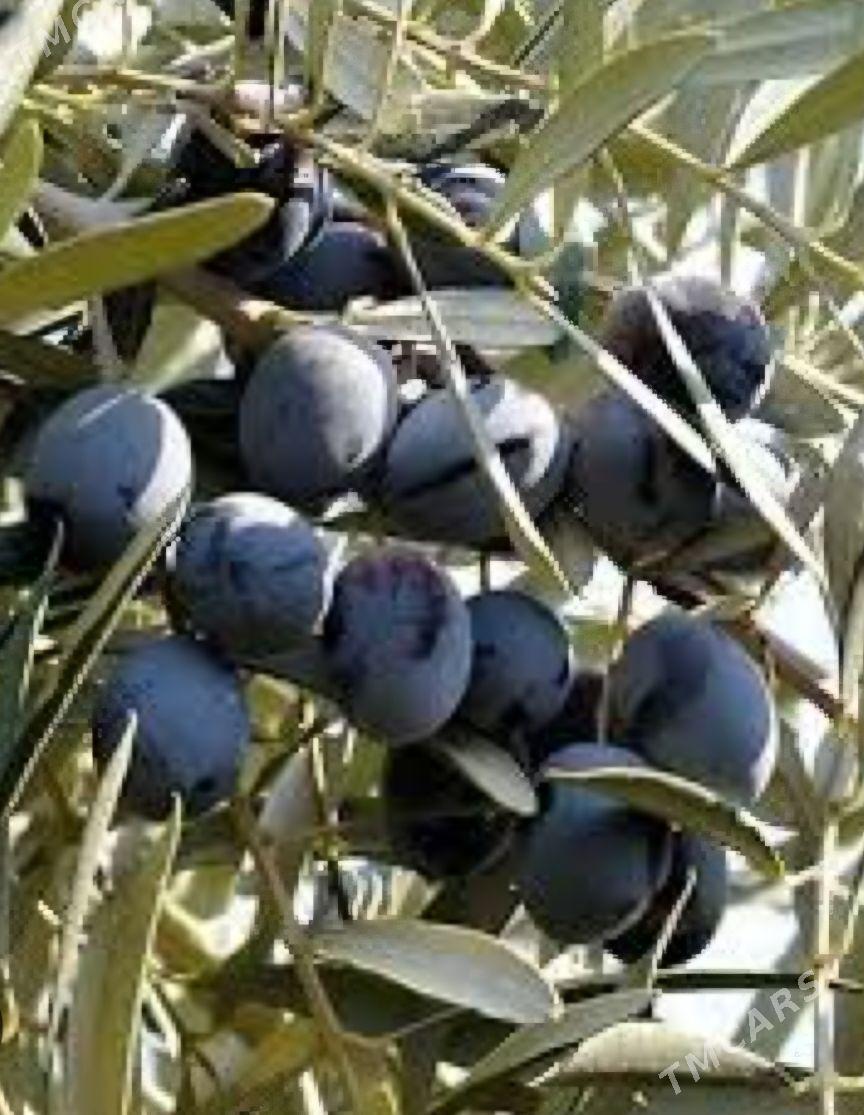 ZEYTUN GEMLIK AYVALIK TURK NAH - Änew - img 2