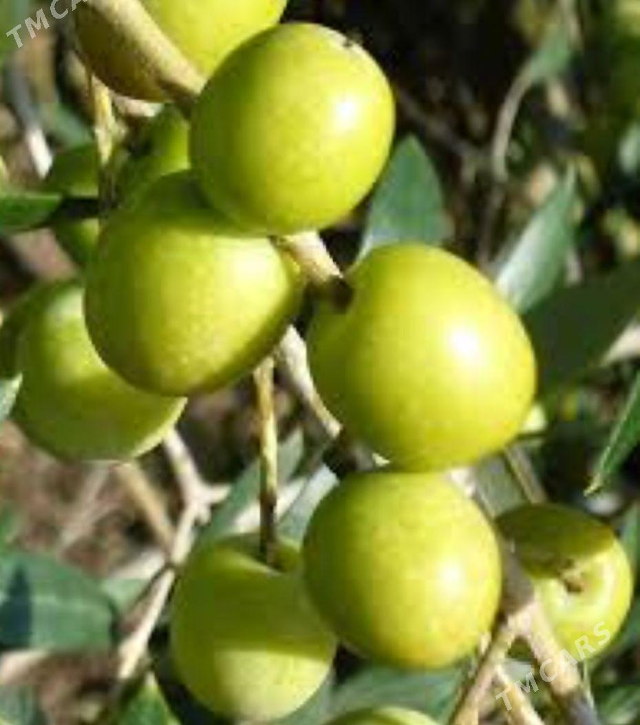 ZEYTUN GEMLIK AYVALIK TURK NAH - Änew - img 3