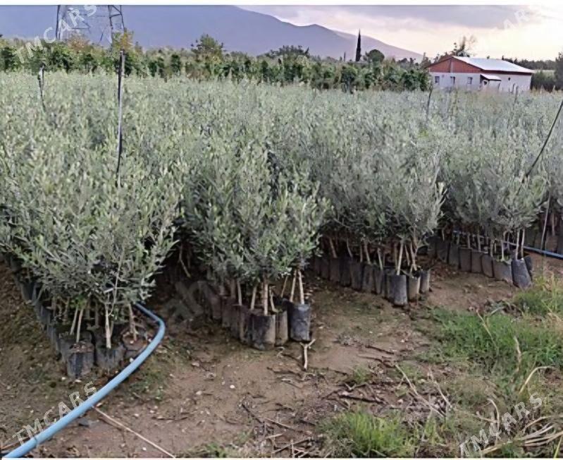 ZEYTUN GEMLIK AYVALIK TURK NAH - Änew - img 5