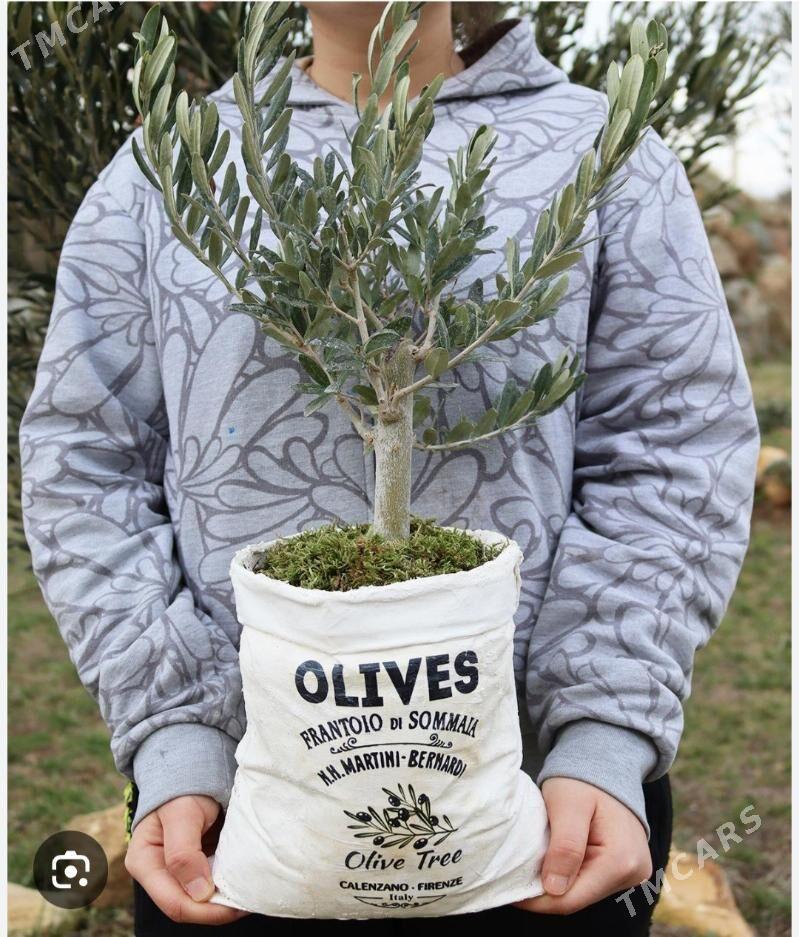 ZEYTUN GEMLIK AYVALIK TURK NAH - Änew - img 4