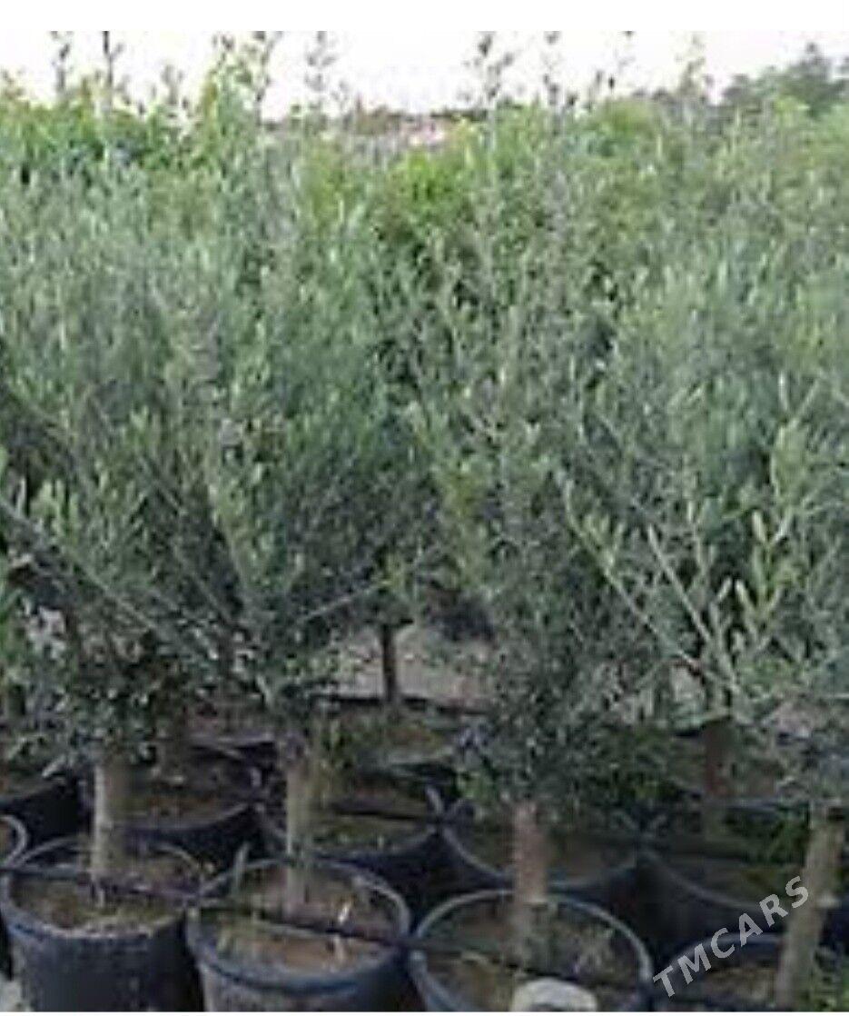 ZEYTUN GEMLIK AYVALIK TURK NAH - Änew - img 7