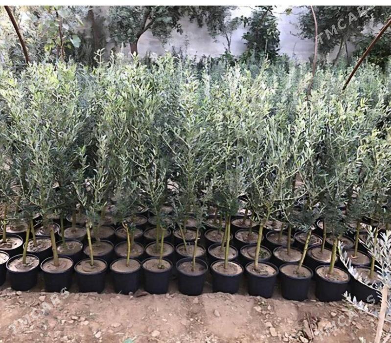 ZEYTUN GEMLIK AYVALIK TURK NAH - Änew - img 6