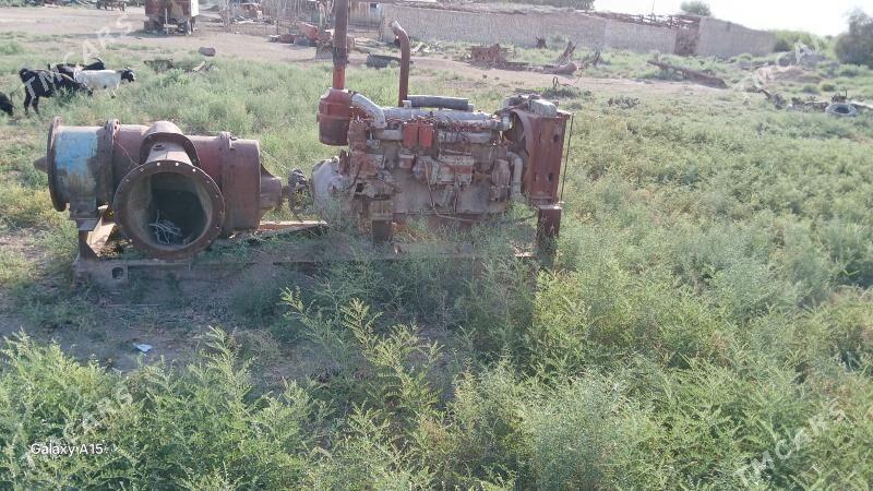 Altaý nasos - Мургап - img 2