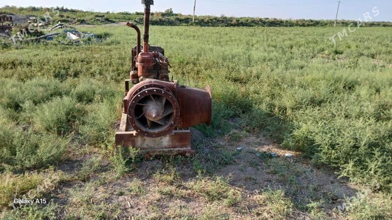 Altaý nasos - Мургап - img 3