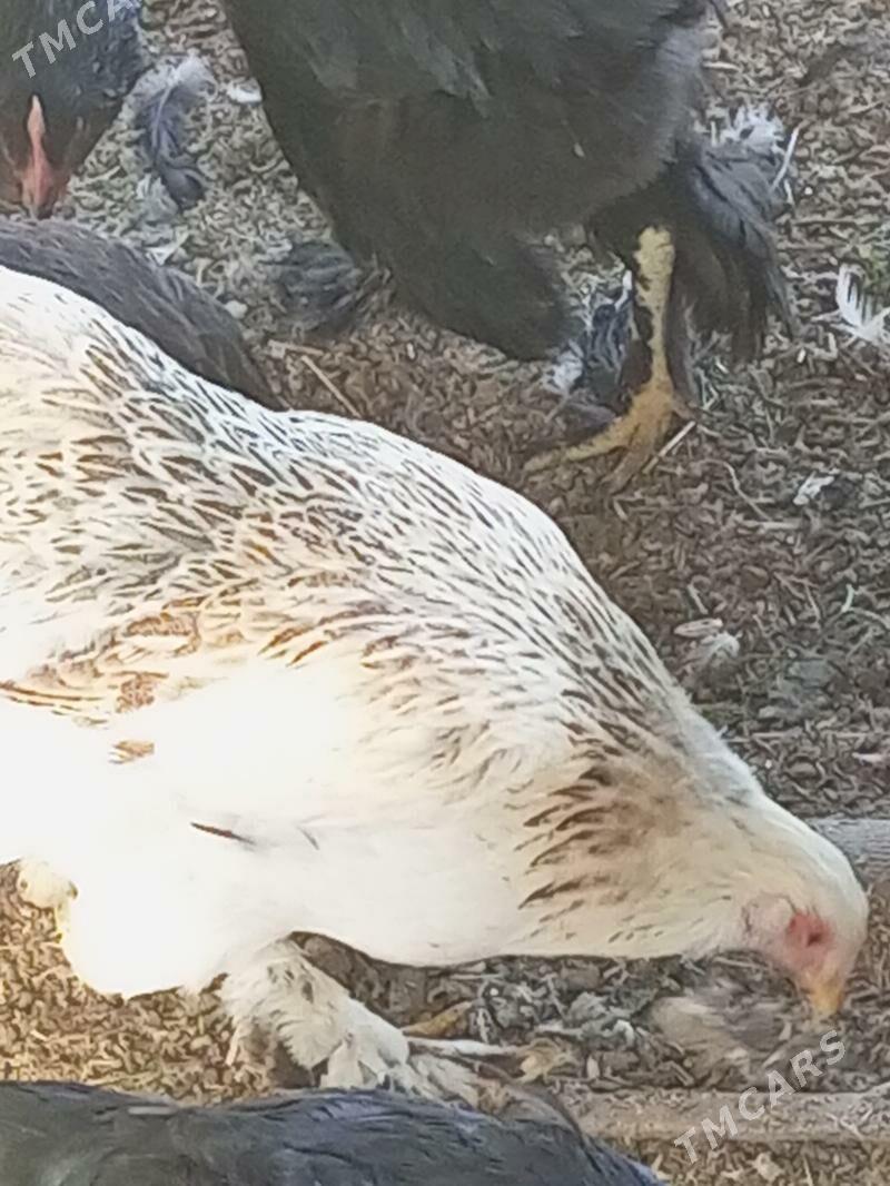 Guzlaýjy towuklar. - Murgap - img 2