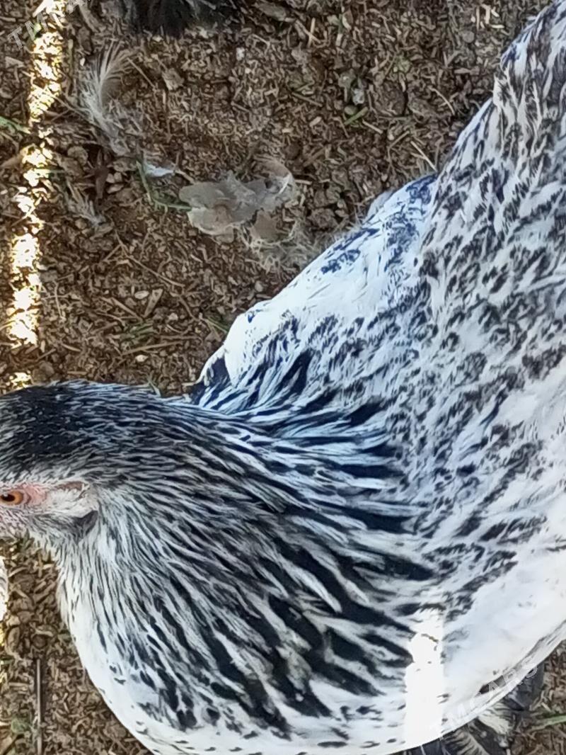 Guzlaýjy towuklar. - Murgap - img 3