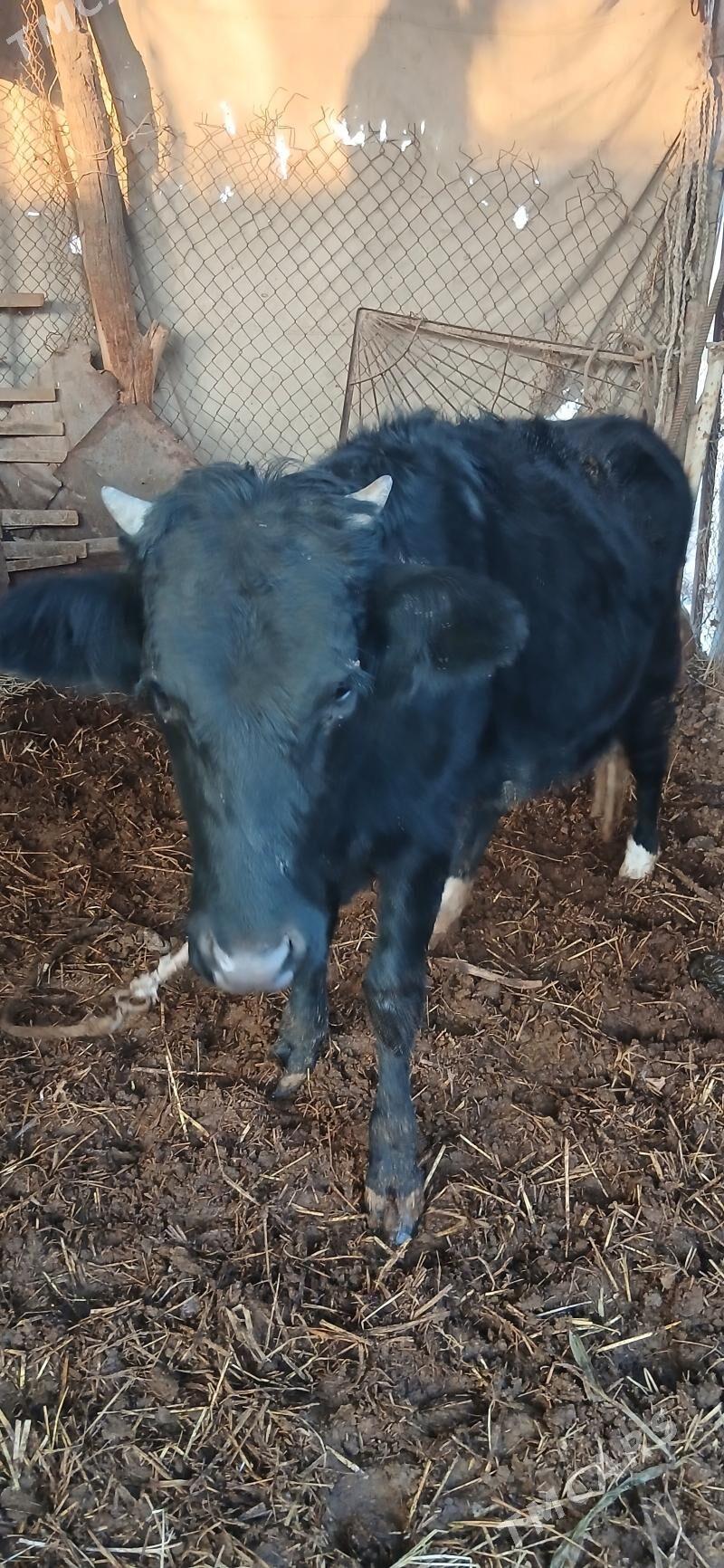 Satlyk gunajyn - Dänew - img 1