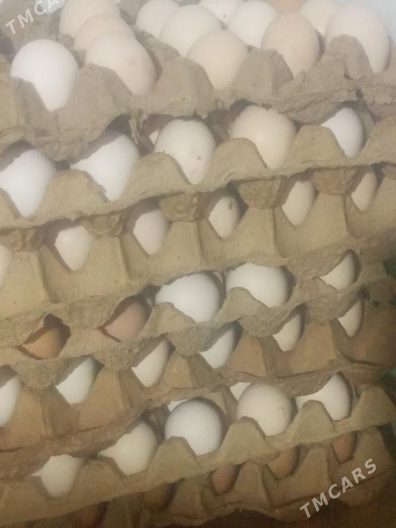 Guzlaýjy towuklar. - Murgap - img 6