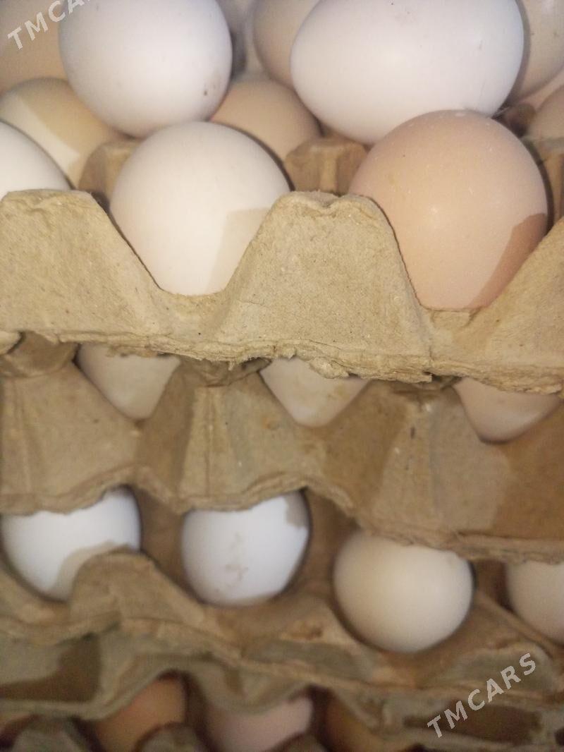 Guzlaýjy towuklar. - Murgap - img 7